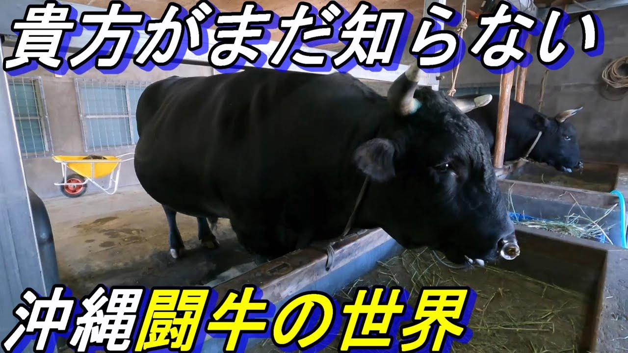 【沖縄観光】貴方が知らない沖縄の闘牛～イトコの牛小屋を訪問してみた～沖縄の牛は想像以上にデカかった〜