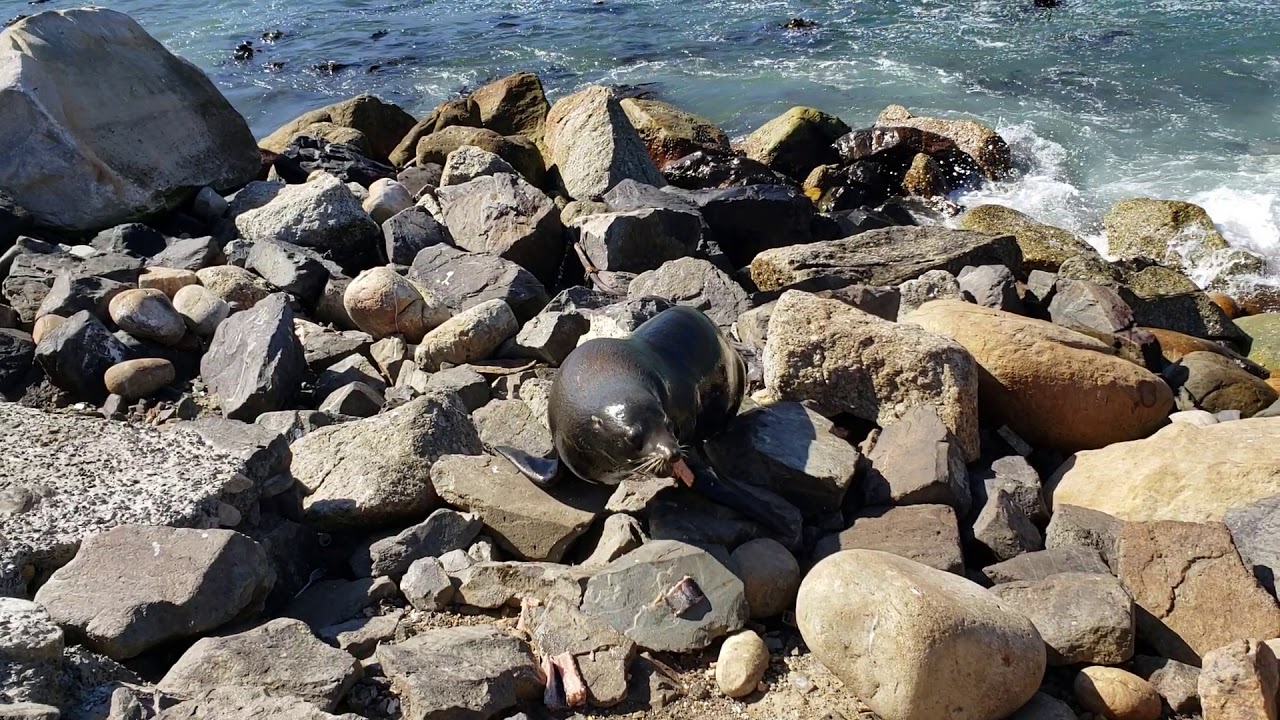 Cape Seal at Fish On The Rock(Cape Town Hout Bay)