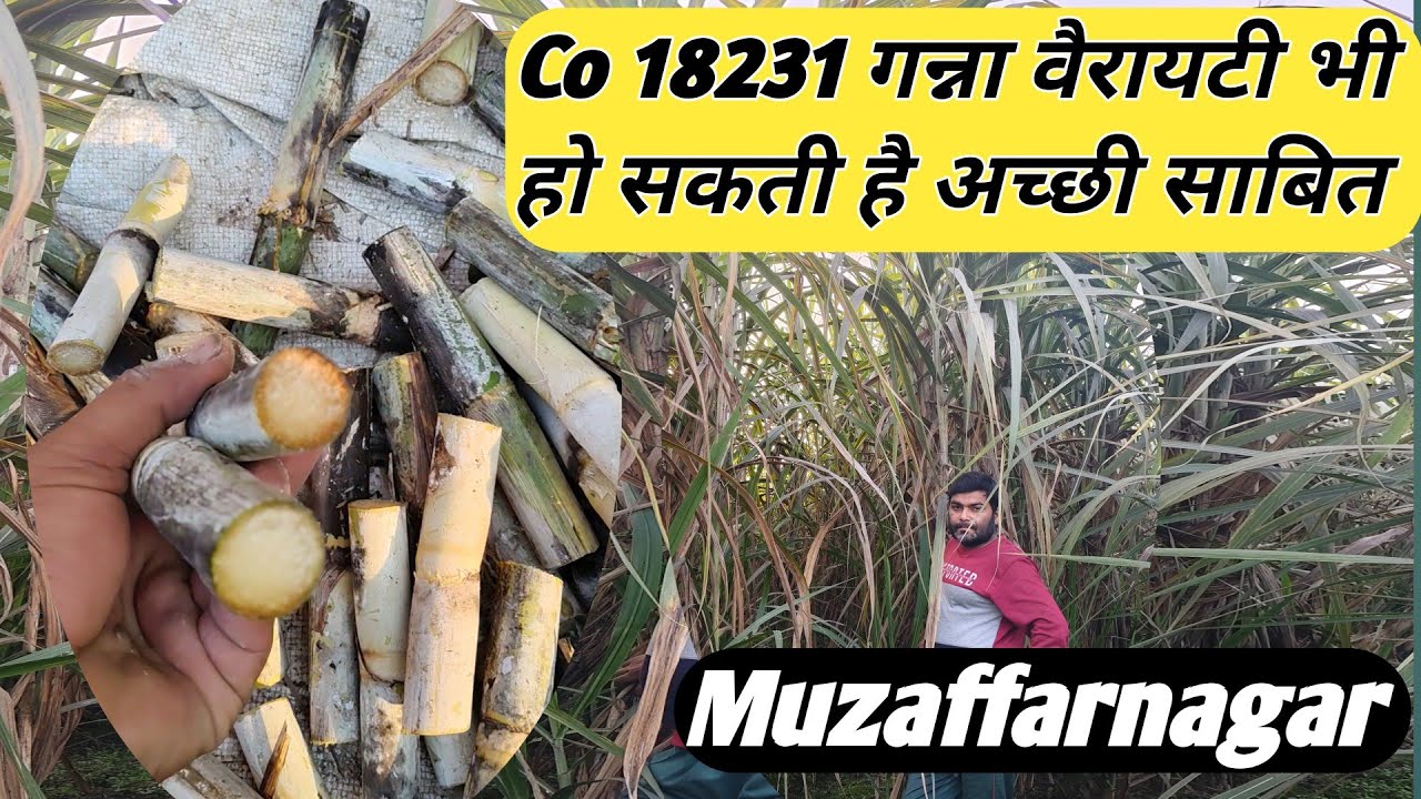 18231 Ganna variety । Top sugercane variety बीज उपलब्ध @Kisanduvidha 