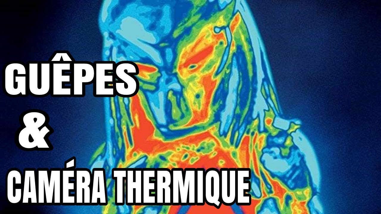 Guêpes & Caméra Thermique