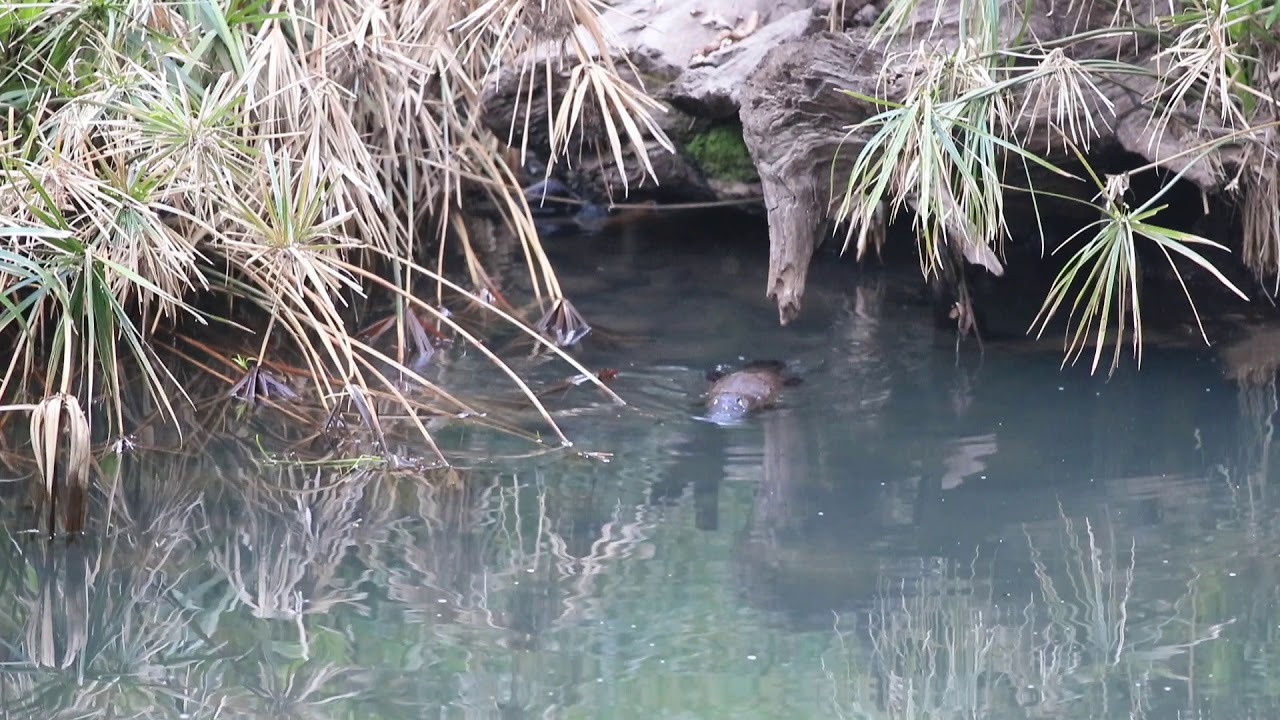 Platypus at Takarakka Bush Resort