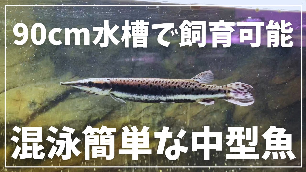 かっこよくて混泳しやすい中型魚紹介　＃aquarium ＃中型魚