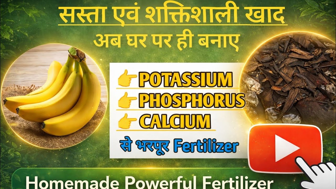 Banana Peel Fertilizer | How to Make Organic Fertilizer at Home | केले के छिलके से खाद कैसे बनाएं 