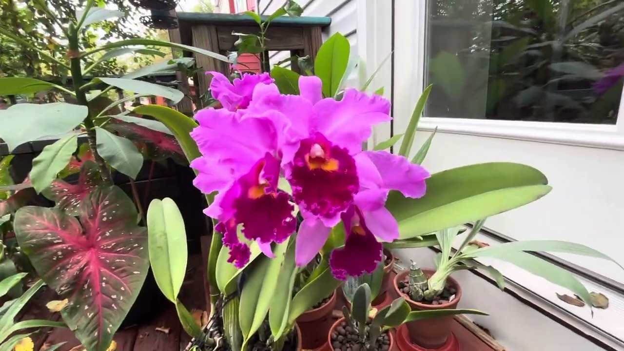 Cattleya Jerri Ann Richard 'Ruby Lips' 