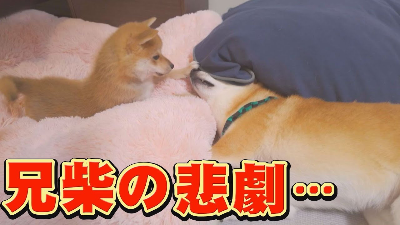 子犬の独占欲が強過ぎて、散々な一日になりました・・・
