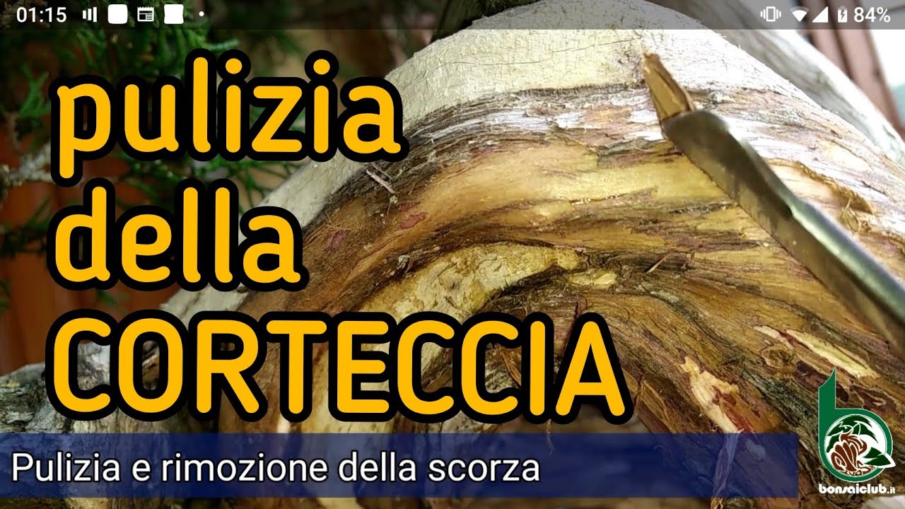 Pulizie delle vene linfatiche del ginepro bonsai