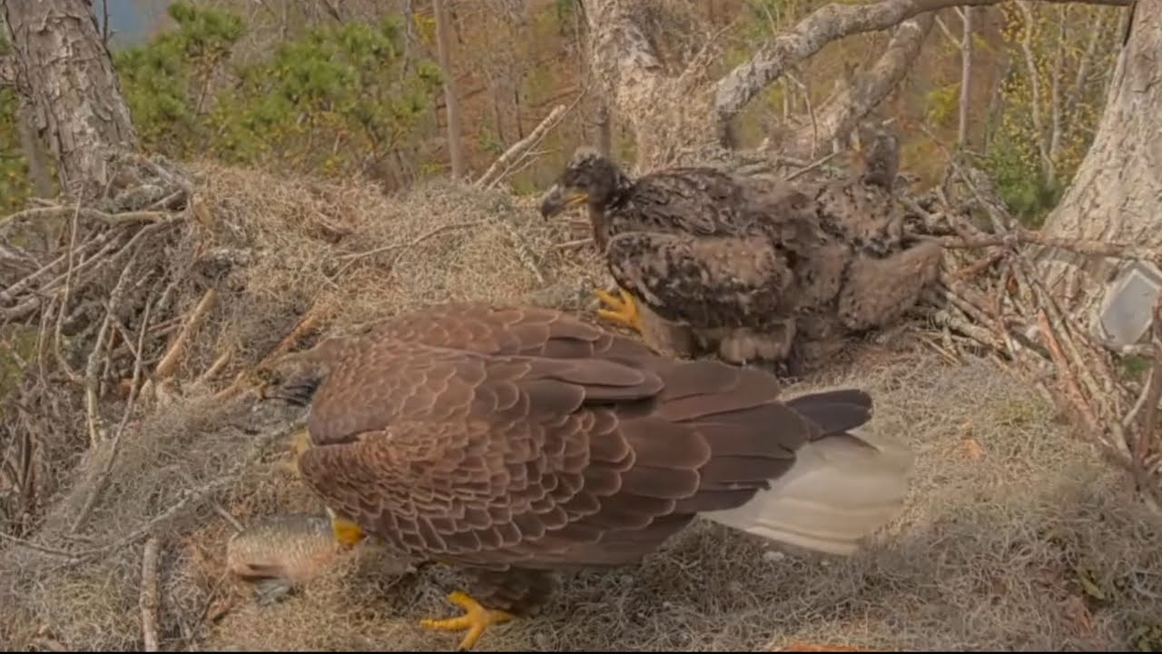 Dad brings breakfast fish, small eaglets gets many bites | Kisatchie National Forest E-3 | Mar 5, 26