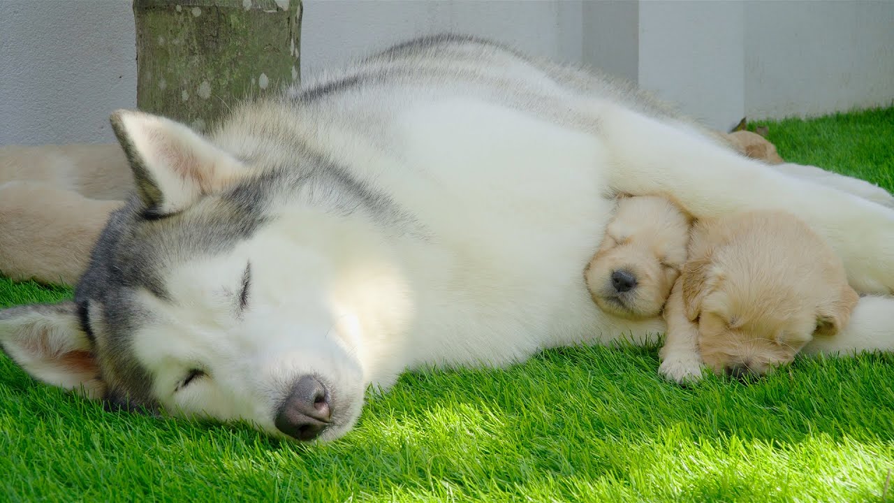 Gentle Husky Takes Care of 8 Golden Retriever Puppies While Mom Rests