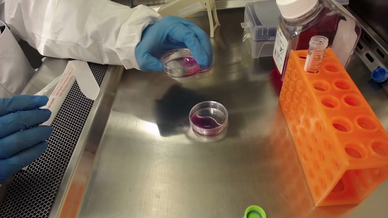 Plate Coating with Matrigel®