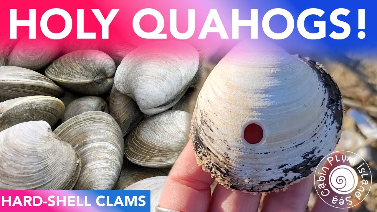 Hard Shell Clams | Quahogs | Cherry Stones | Little Necks | Shelling Plum Island | New England