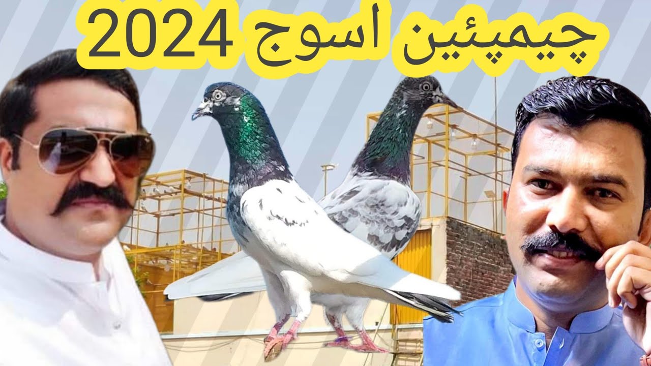 champion Faisalabad ustad rana munna sab ki chat se pigeons