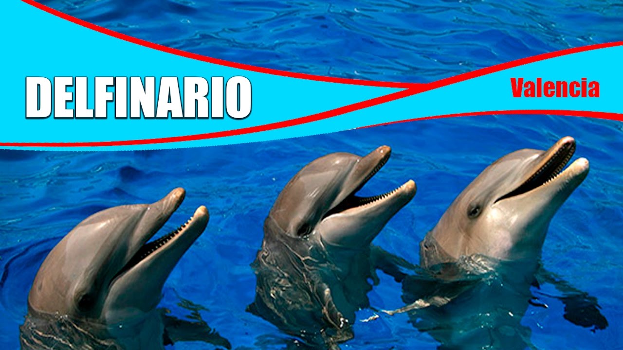 DELFINARIO OCEANOGRAFIC