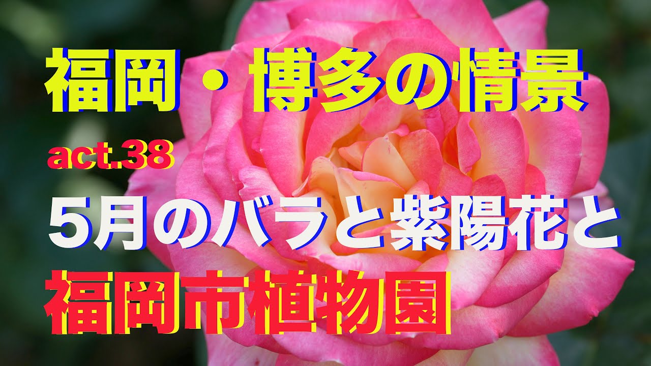 【4k】福岡・博多の情景 act.38・・・SONY α-7IVで捉えた『5月のバラと紫陽花と　福岡市植物園』