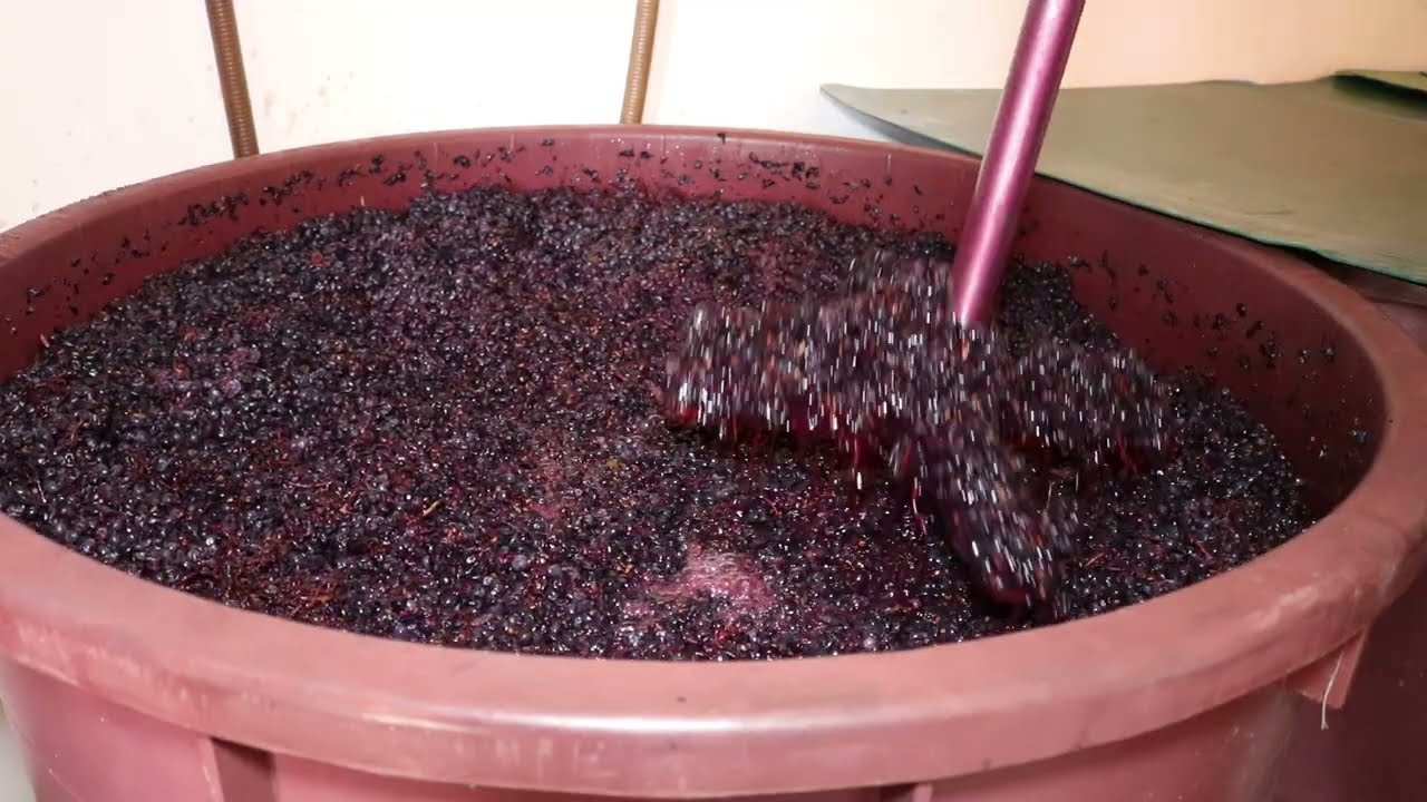 Proizvodnja vina - Muljanje grožđa (3.deo)