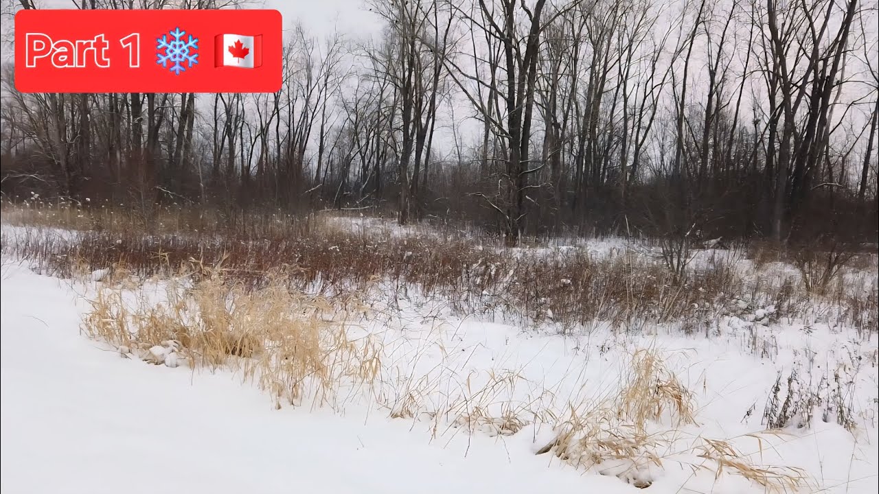 Winter Walking in Canada🇨🇦 #winter #wintervibes #winterwonderland #lonewolf #wolf #bear #canada 