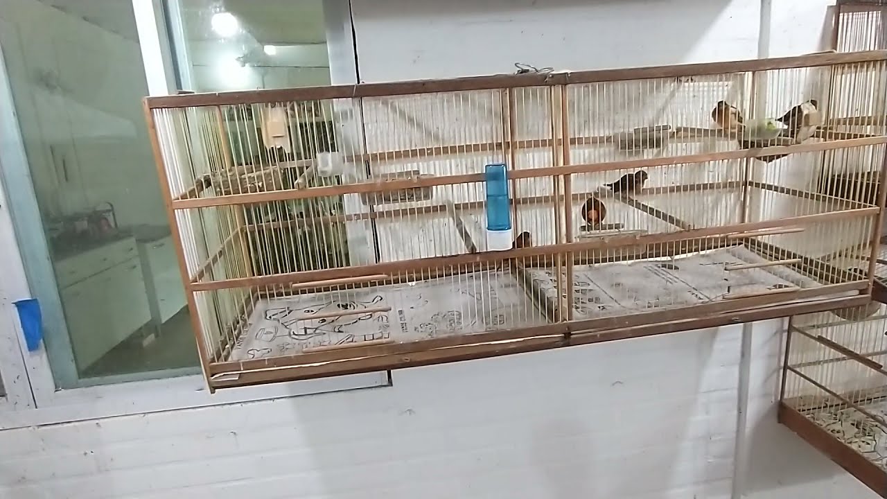 TAMANHO IDEAL PARA GAIOLA CRIADEIRA DE CANÁRIOS ....E PORQUE !!!  (a verdade dói !!!! )