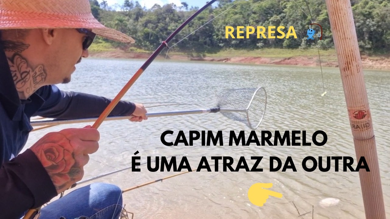 Isca capim marmelo é uma tilapia atrás da outra 