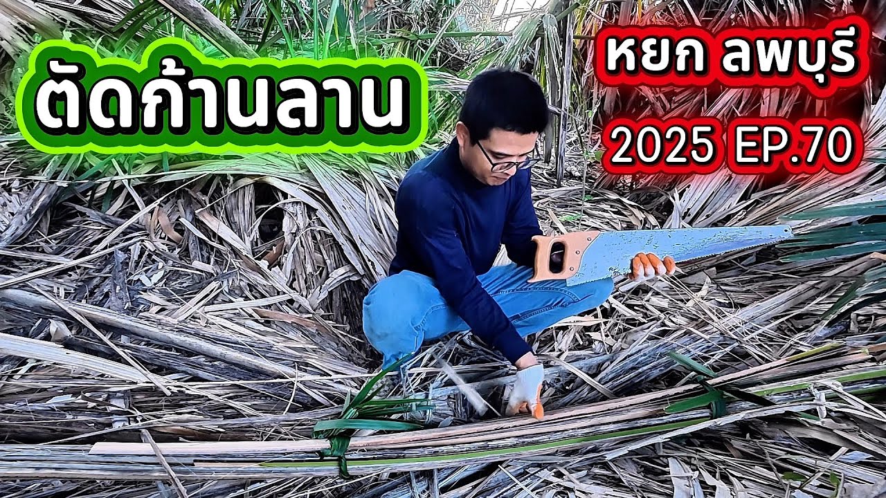 2025 EP.70 ตัดก้านลาน!!!