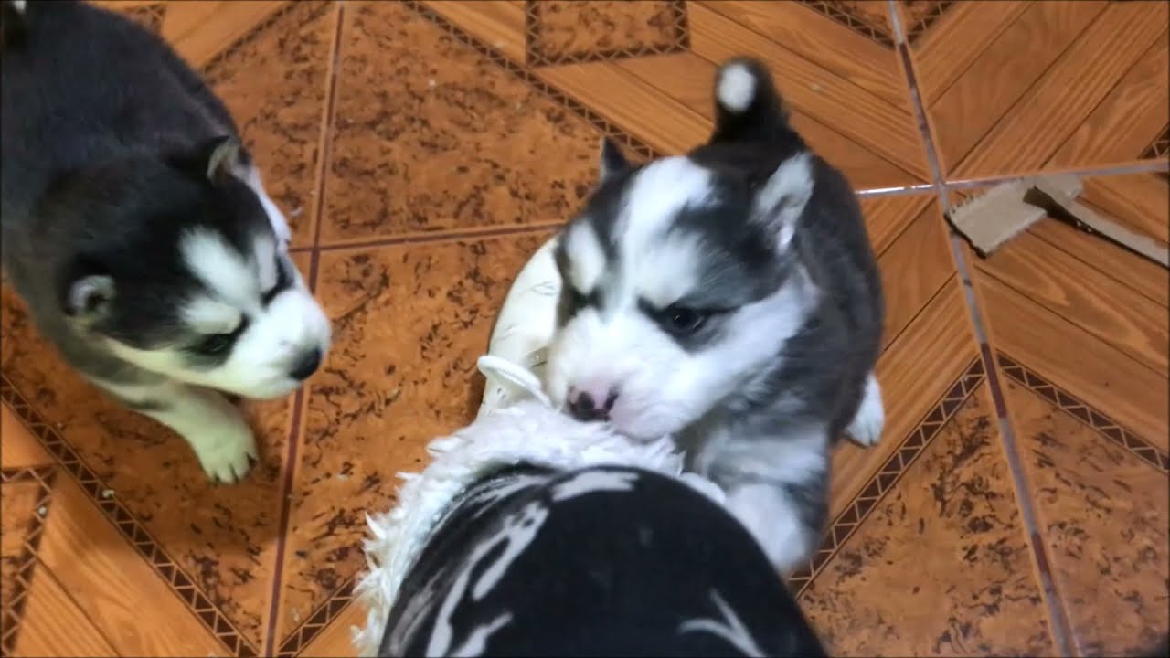 Etapa de crecimiento de cachorros Husky Siberiano de 0 a 2 meses