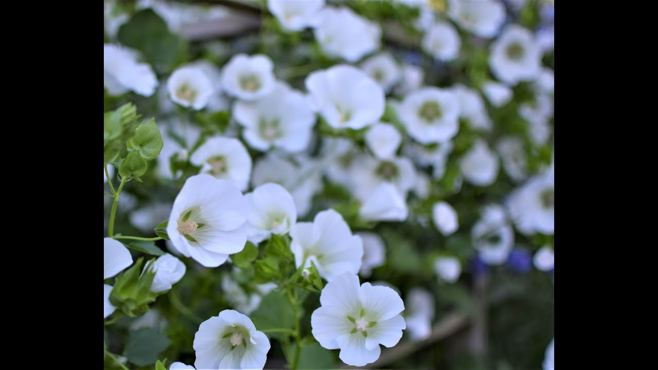 Malope trifida Grow-A-Long