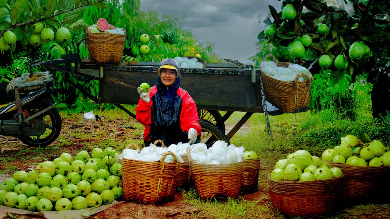 Harvest Red Ruby Guava Goes To Market Sell, Plant Purple Lettuce, Korean Perilla Leaves, Farm Life.