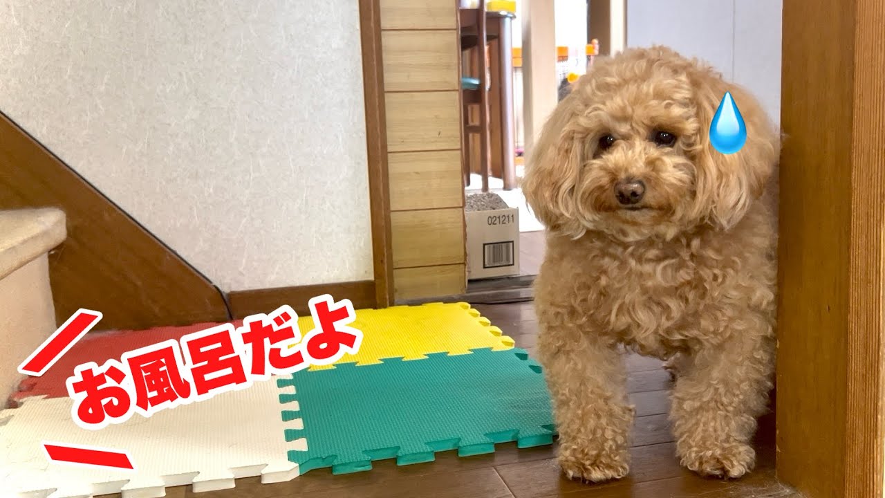 お風呂に入りたくなくてしれっと姿を消す天才トイプードルw