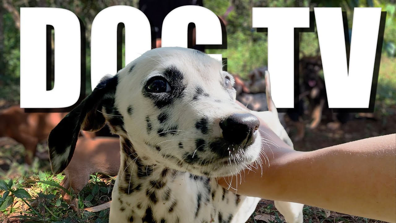 Daycare for your dog! 🐶 10 HOURS Video for Dogs To Watch 🐾 🐶 Anti Anxiety for Dogs Home Alone