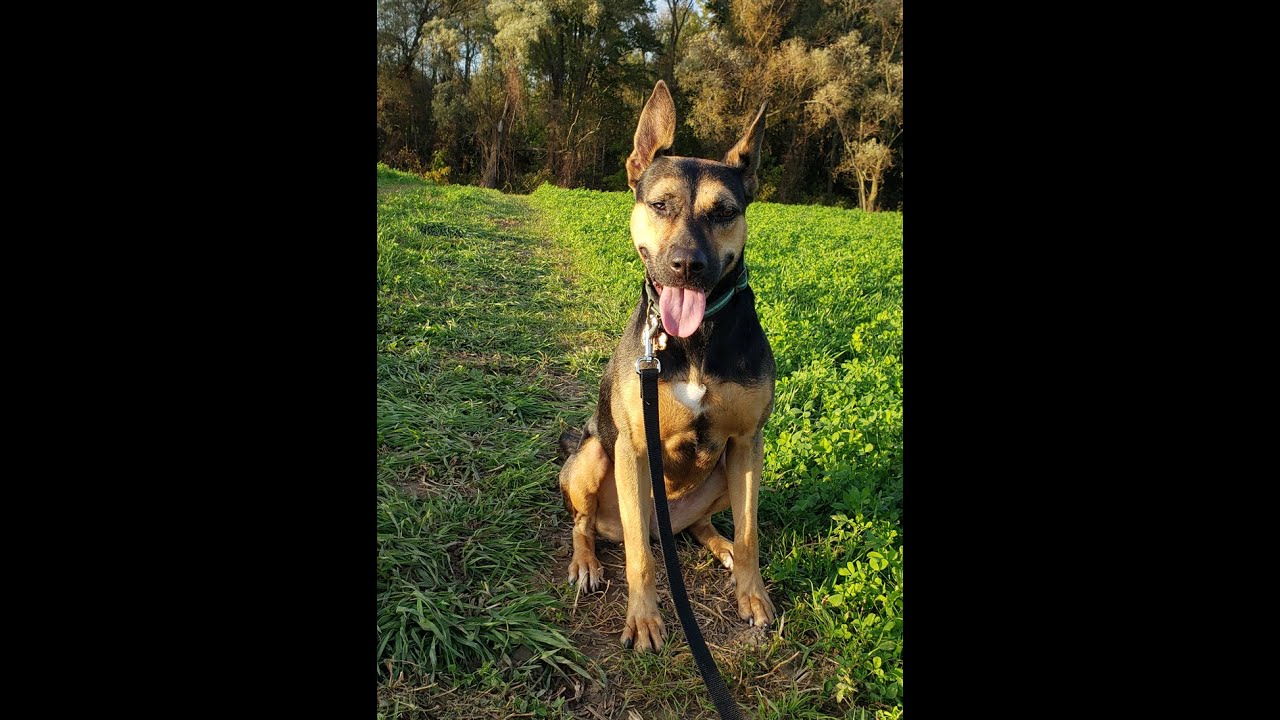Meet Rockin' Roxy!