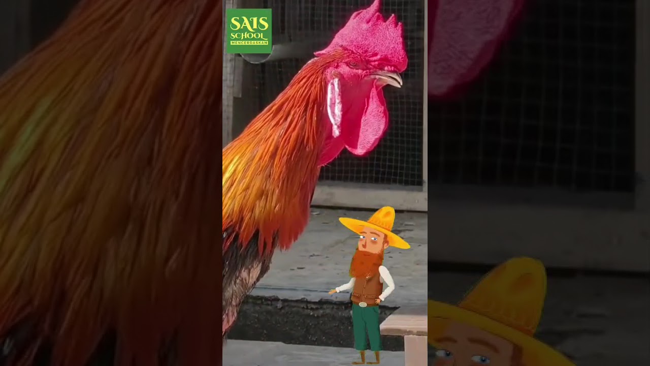 AYAM PELUNG KHAS INDONESIA 