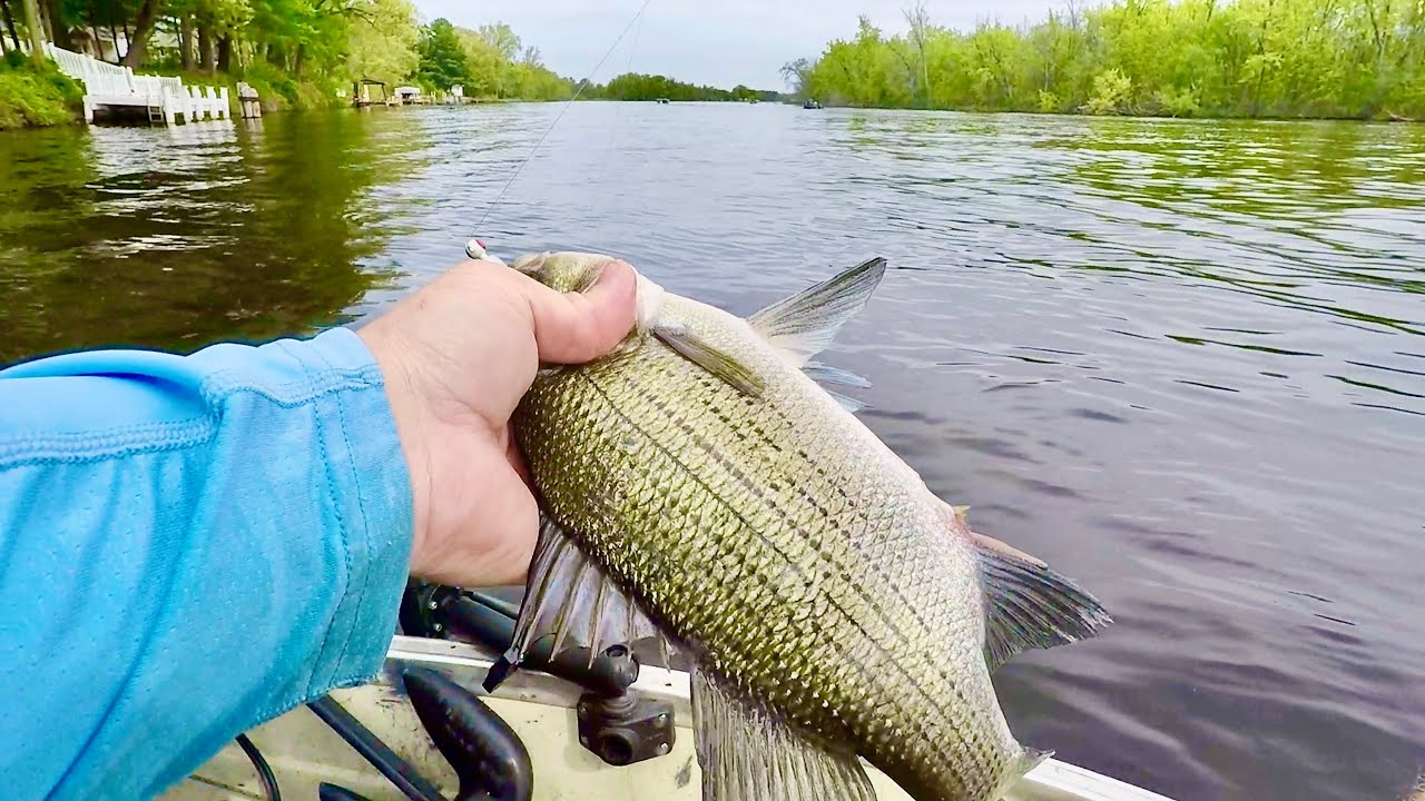 Fishing the Wolf River White Bass Run in Fremont Wisconsin!