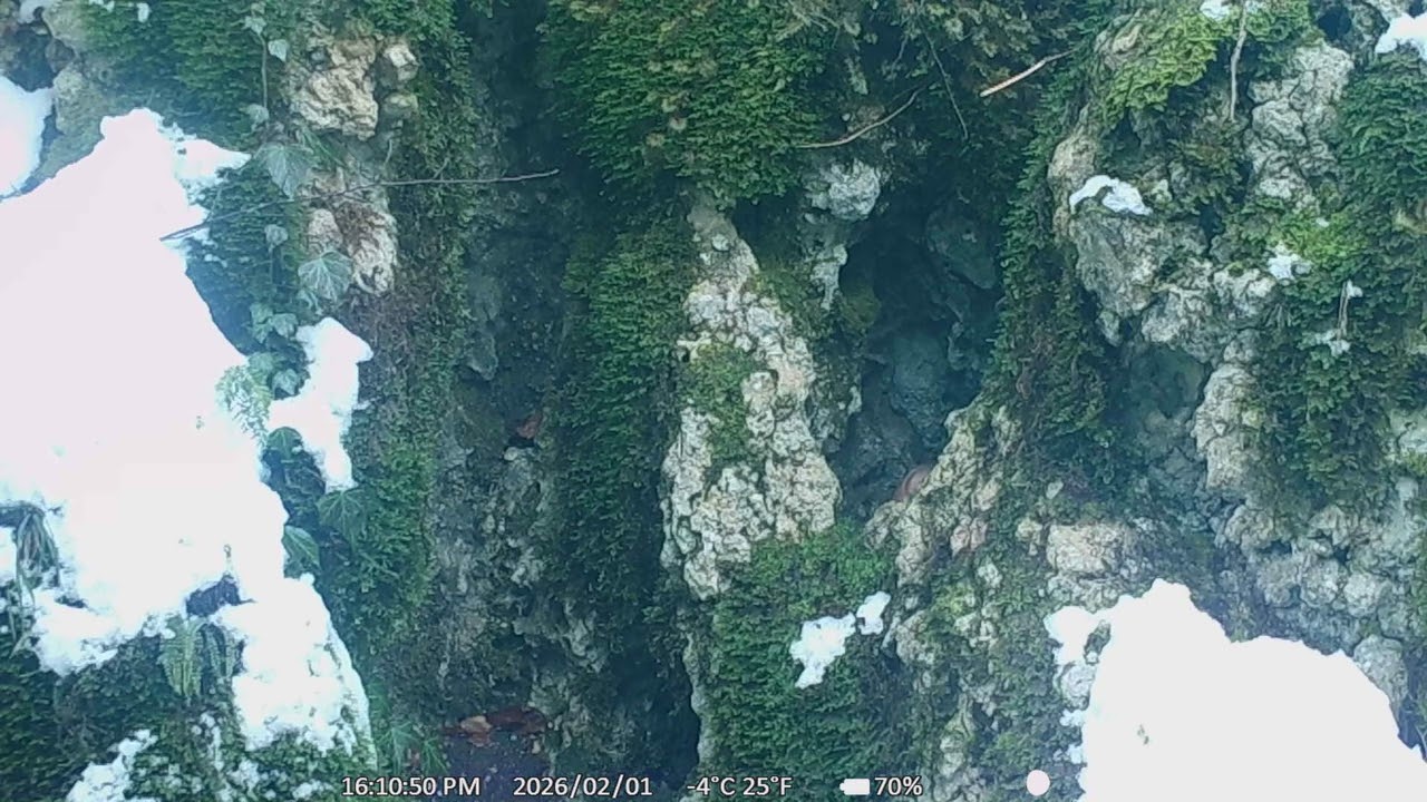 La chouette a la grotte 