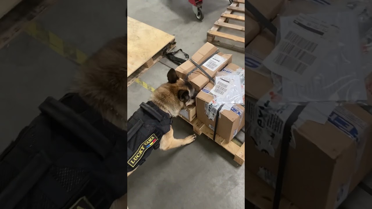 search for drugs in parcels #dogtraining #k9 #luckythesnifferdog #vama #customs #malinois