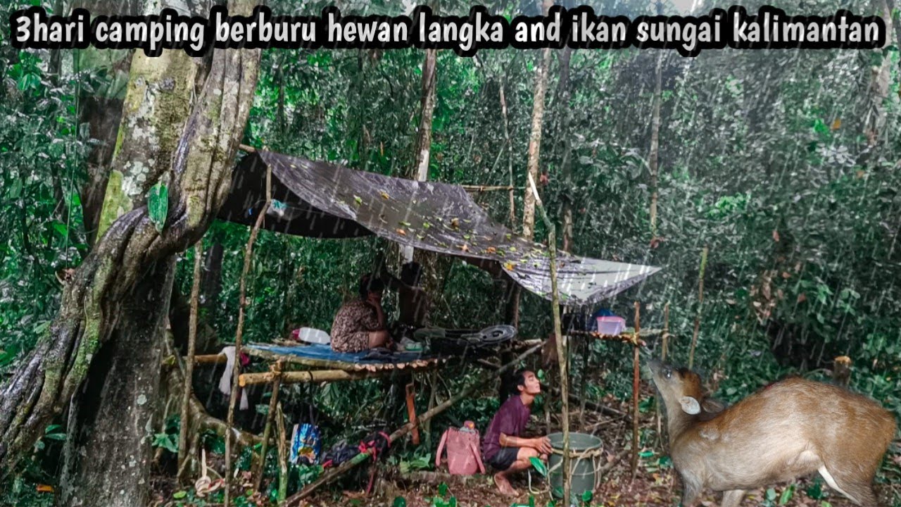 3hari camping hujan deras berburu hewan langka and ikan sungai kalimantan