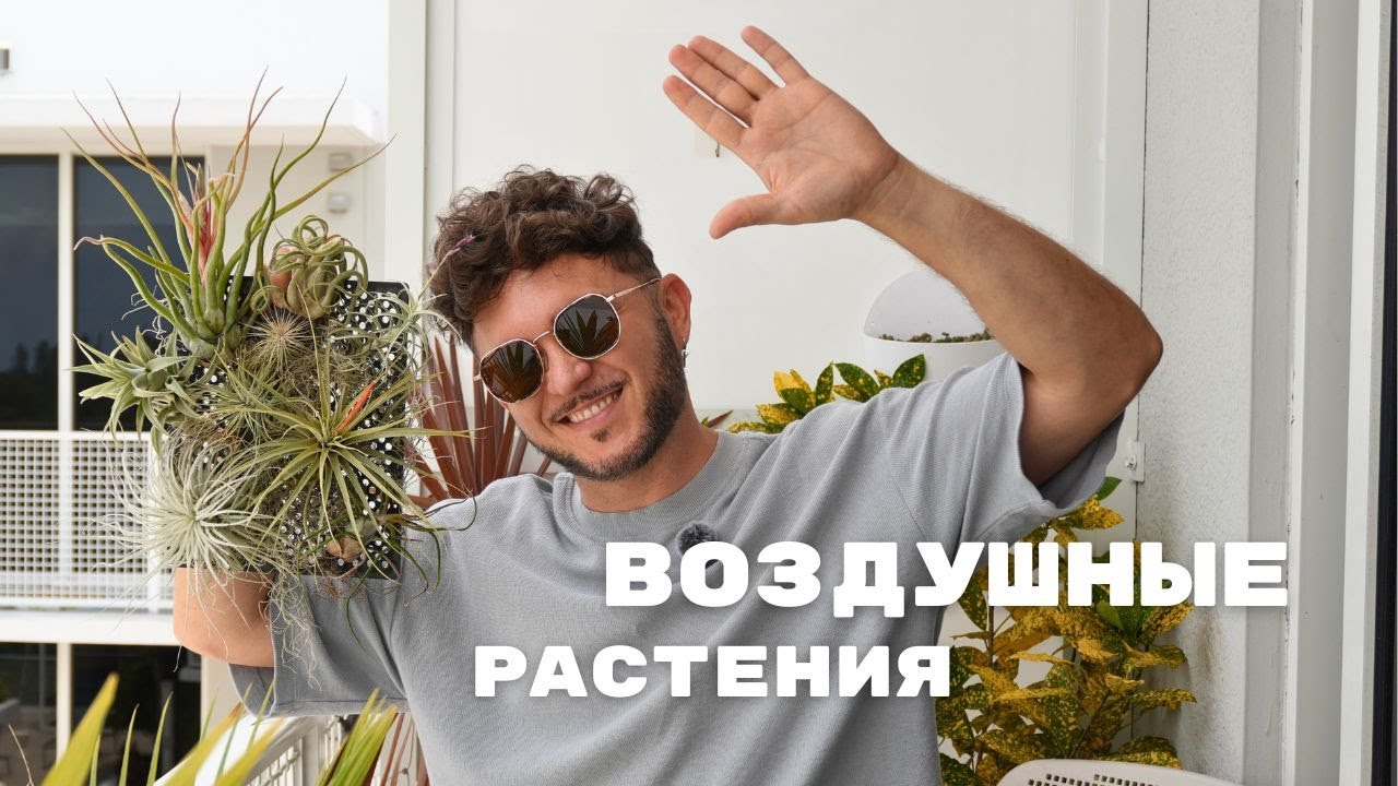 АTМОСФЕРНЫЕ ТИЛЛАНДСИИ на балконе