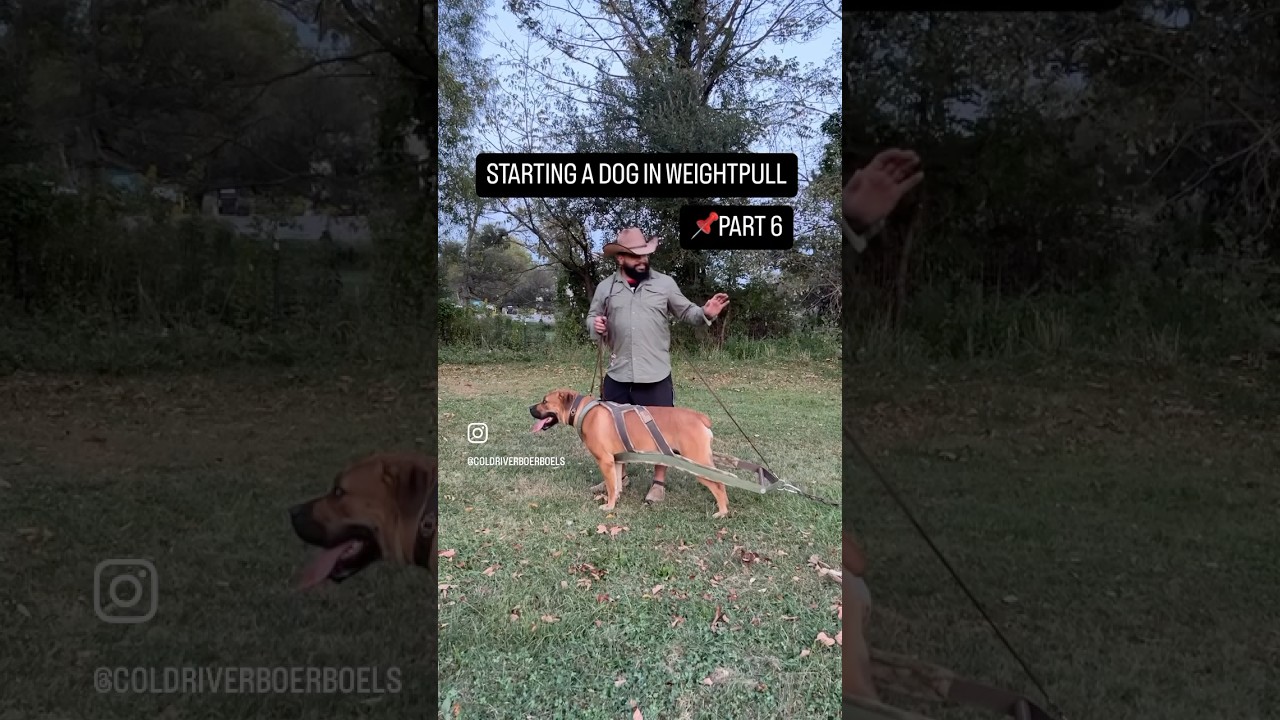 How Much weight should a dog start at when they start in weightpull? #fitdogs  #weightpull