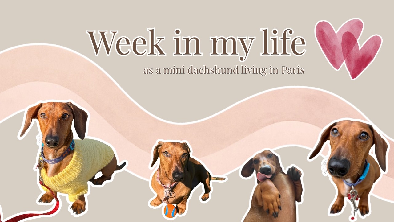 Week in the life of a mini dachshund living in Paris!