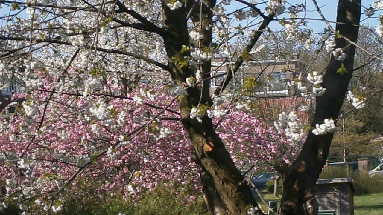 Bloesem