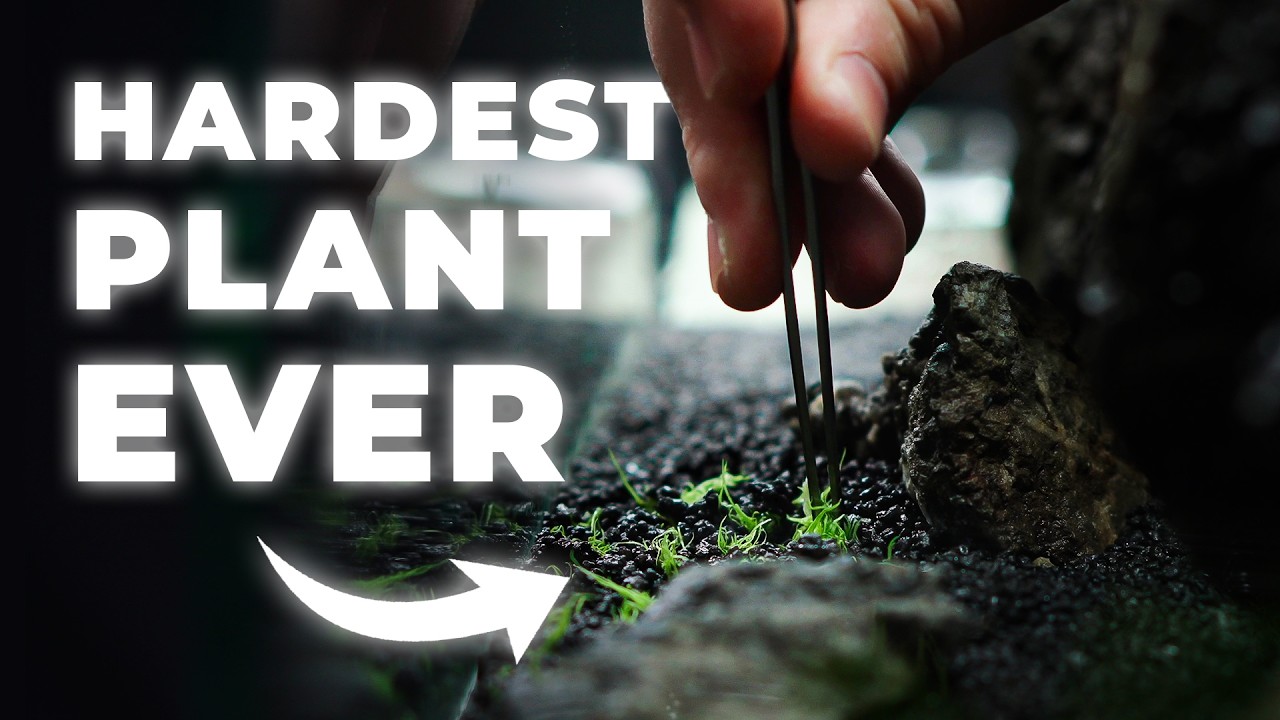 I Tried the Most Unpredictable Aquatic Plant Again&hellip;