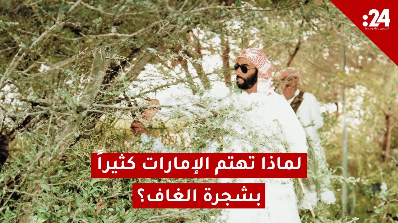 لماذا تهتم الإمارات كثيراً بشجرة الغاف؟
