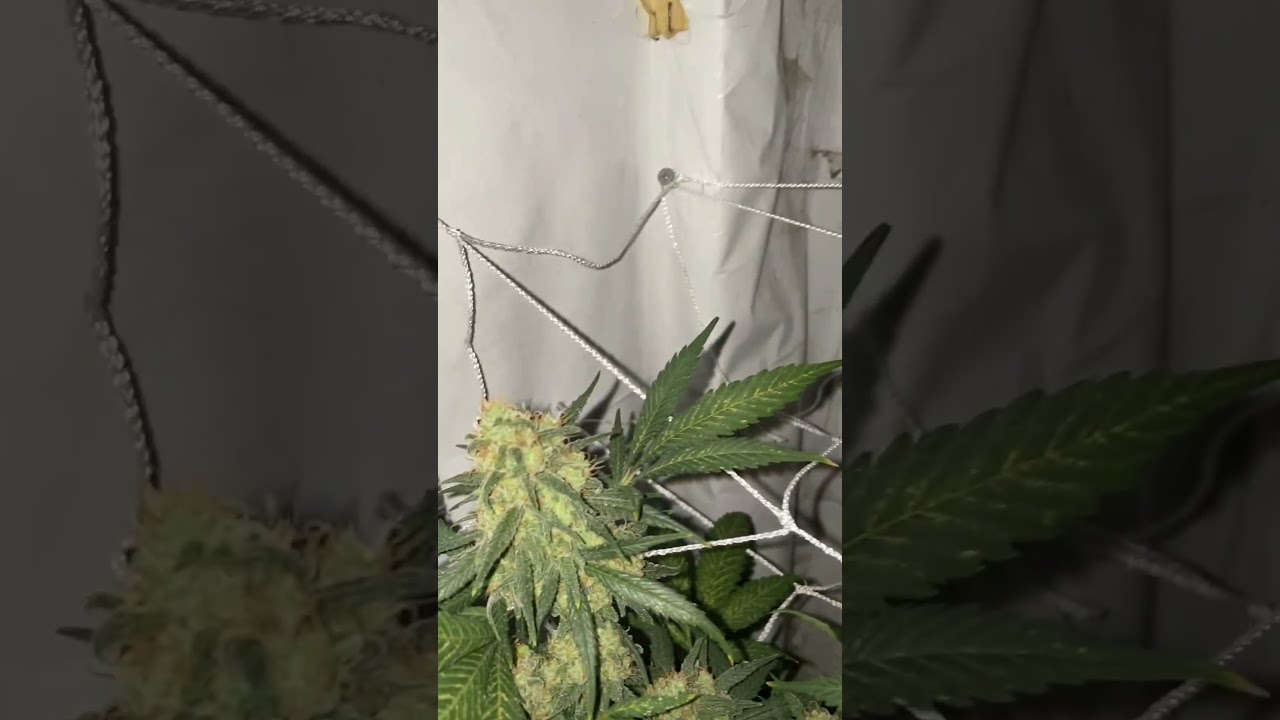 Indoor Harvest