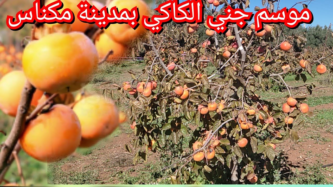 الكاكي،موسم جني الكاكي بمدينة مكناس الخير موجود  والجودة العالية