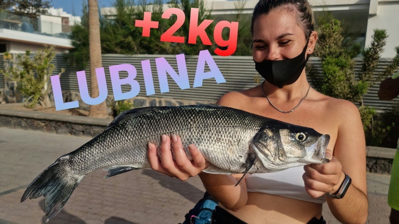 LUBINA (+2kg) en SUPERFICIE (LIGHT SPINNING) - Pesca en Canarias 🇮🇨