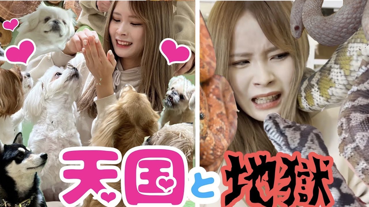 犬まみれ、ヘビまみれ。【ドッキリ】