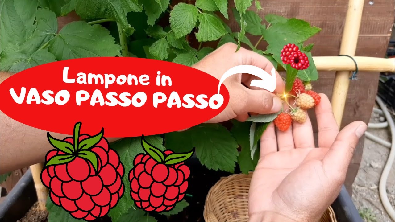 Lampone In Vaso DAL TRAPIANTO AL RACCOLTO