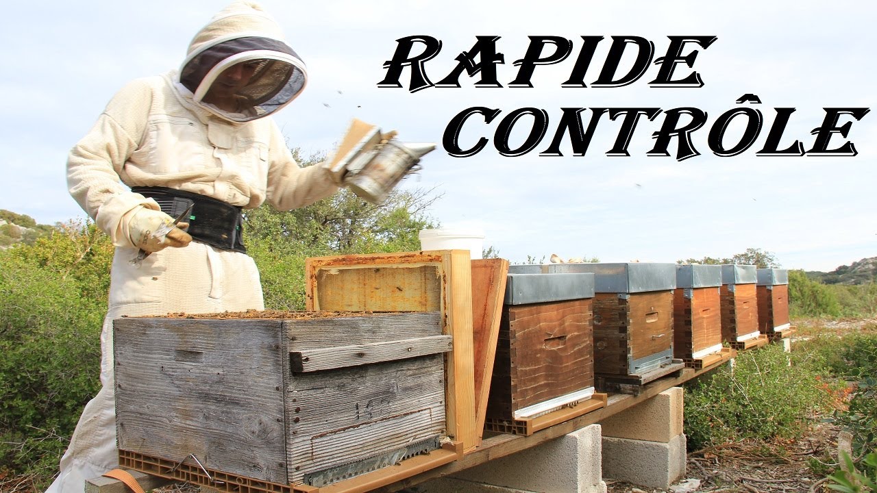 APICULTURE. E41 Rapide contrôle des colonies, 2-3 ouvertures et premières fleurs