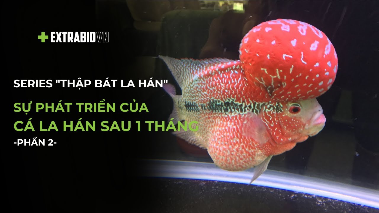 CÁ CHUYỆN | SERIES 