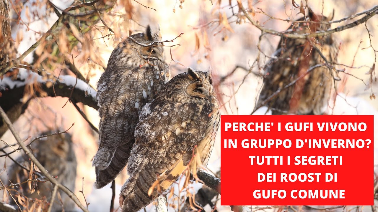 PERCHE' I GUFI VIVONO IN GRUPPO D'INVERNO?  TUTTI I SEGRETI DEI ROOST DI GUFO COMUNE Asio otus