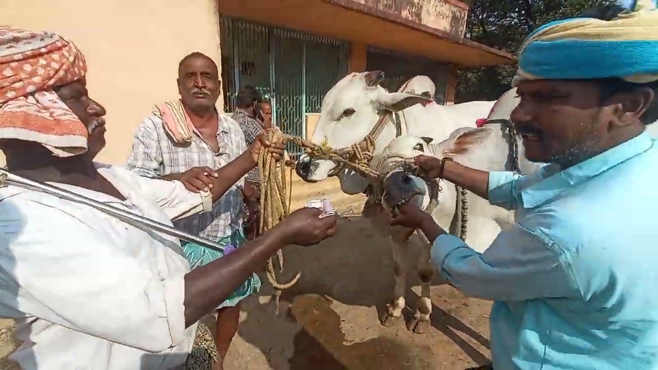 నందికొట్కూరు Monday Santha 🔥 జోరుగా ఎద్దుల బేరం | Nandikotkur Bull Market Today | Farmers Best Deals