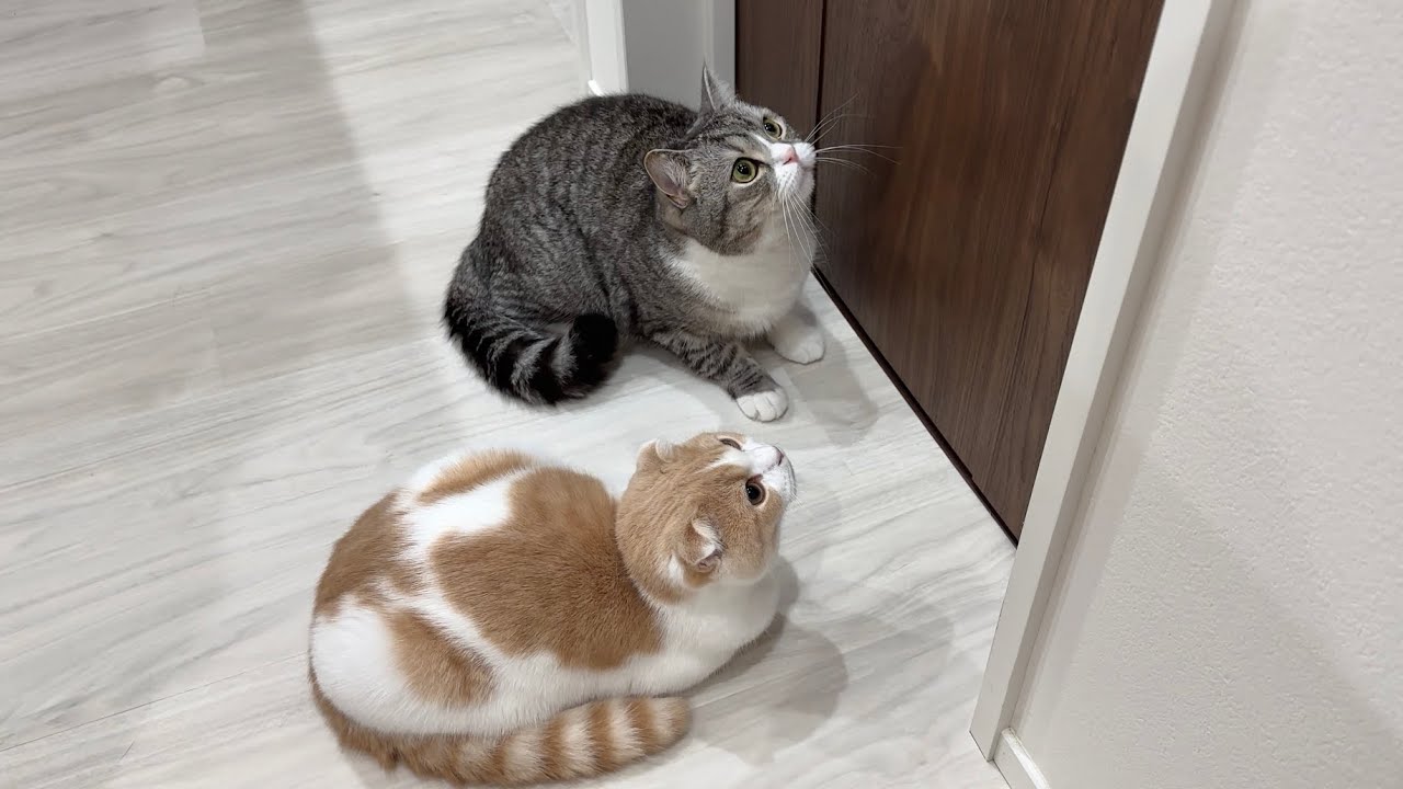 隣の部屋でむぎが鳴き始めたら猫たちがまさかのこうなっちゃいました…