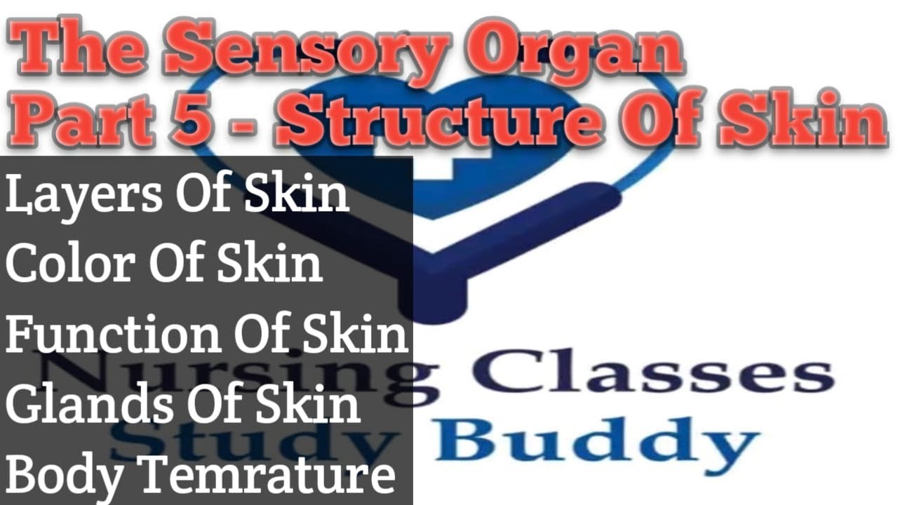 Structure Of Skin || Unit 5 || The Sensory Organ || Anatomy & Physiology ||BSc Nursing ||हिंदी में